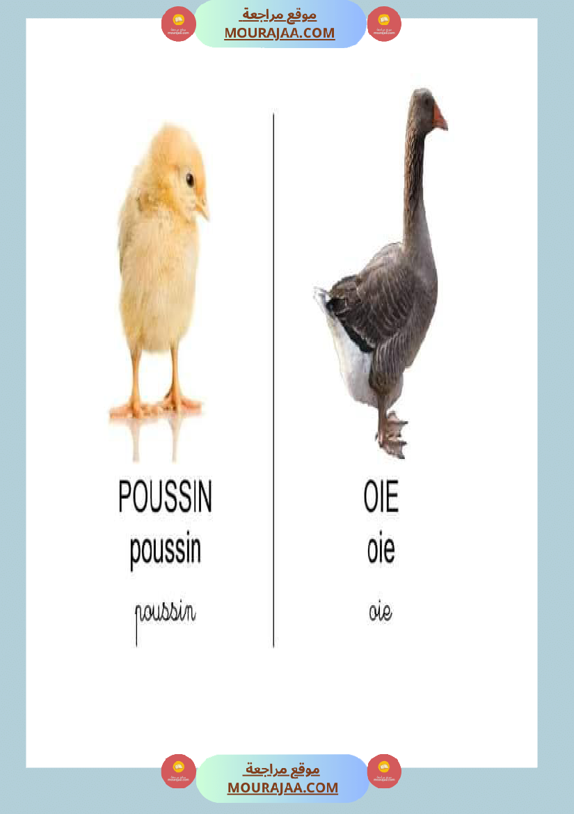 les animaux dans la ferme