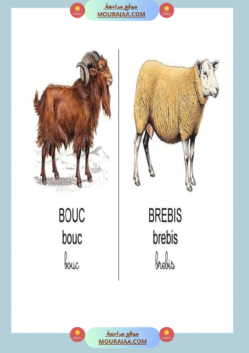 les animaux dans la ferme