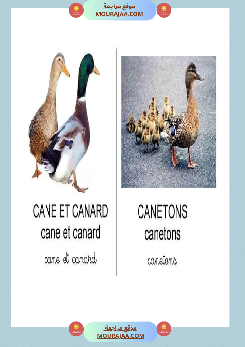 les animaux dans la ferme