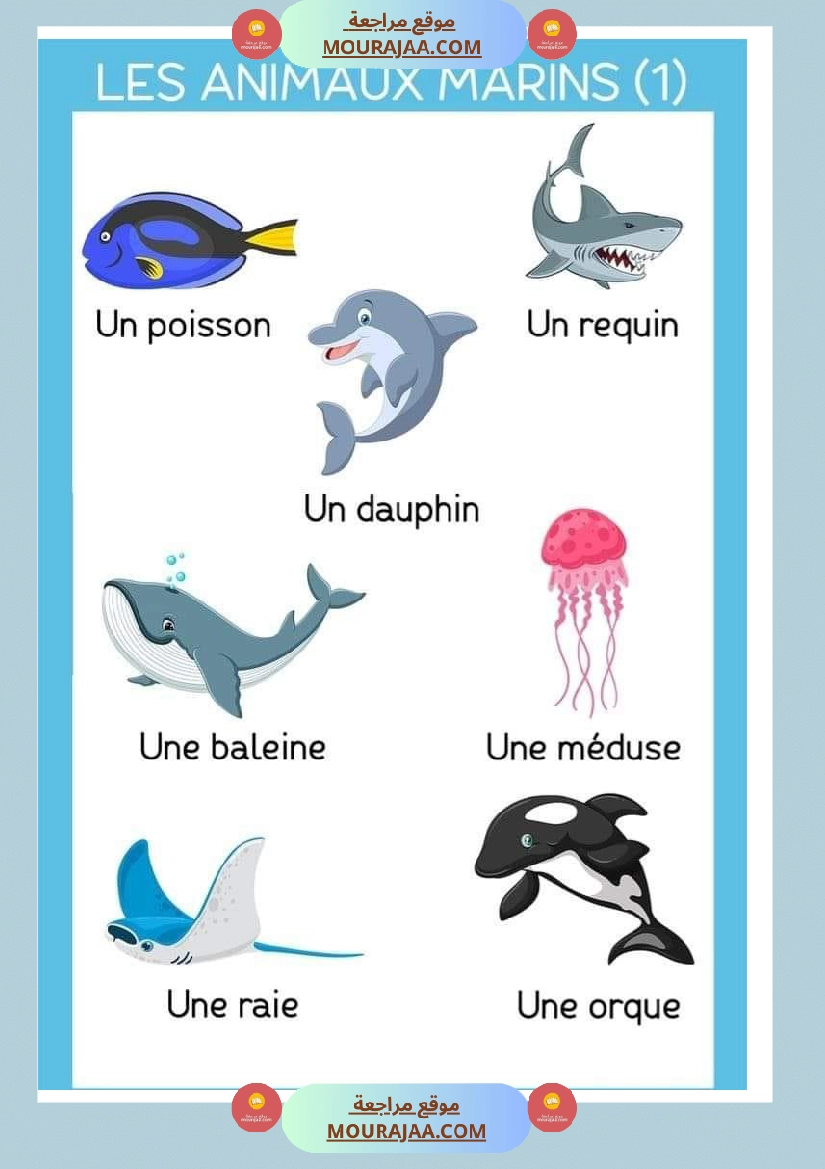 les animaux marins