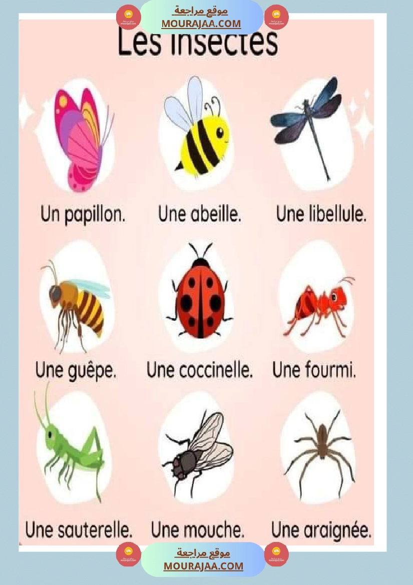 les insectes