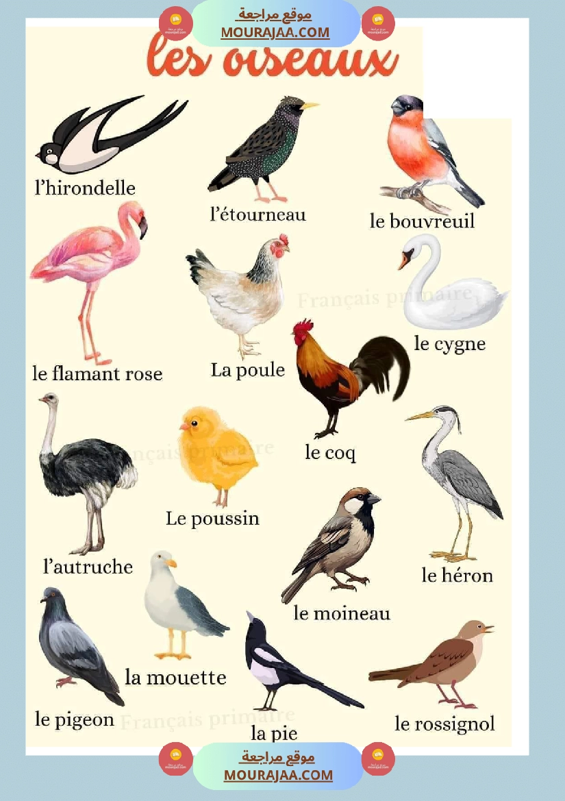 les oiseaux 2