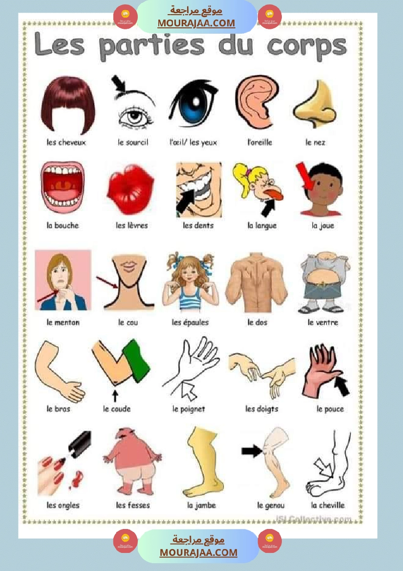 les parties du corps
