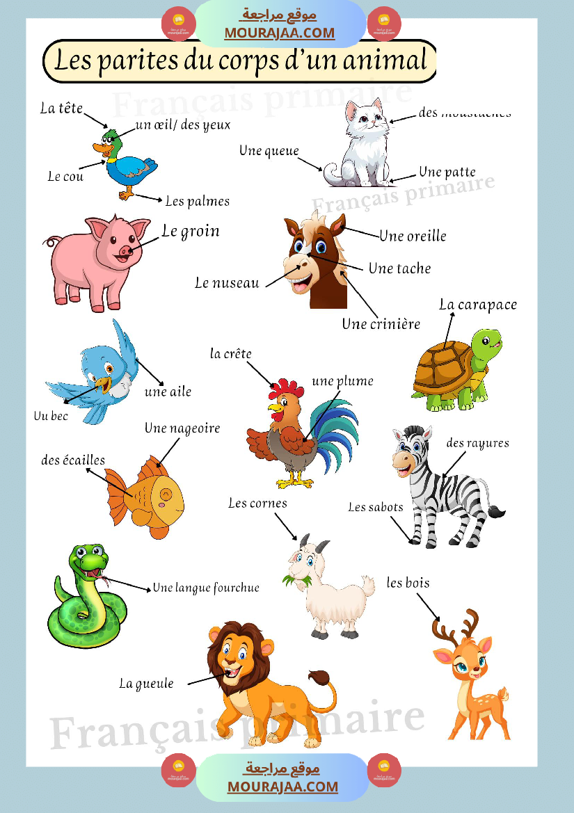 les parties du corps d un animal