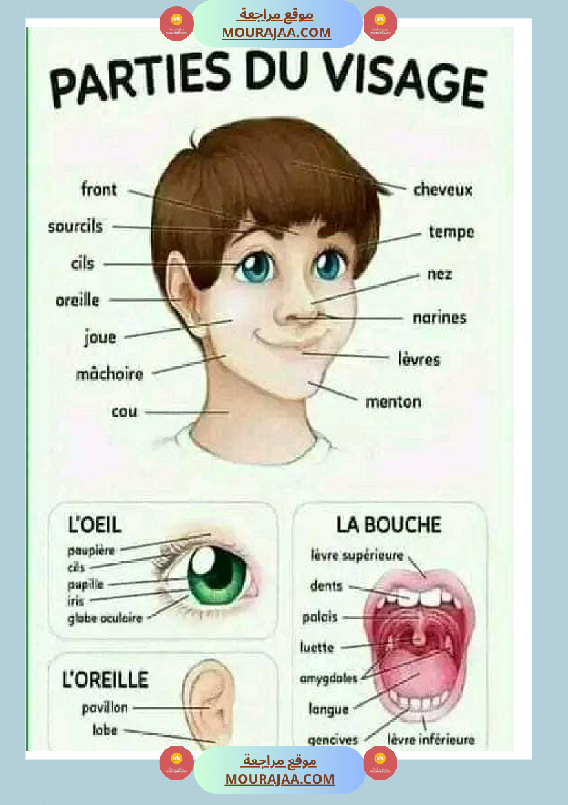 les parties du visage