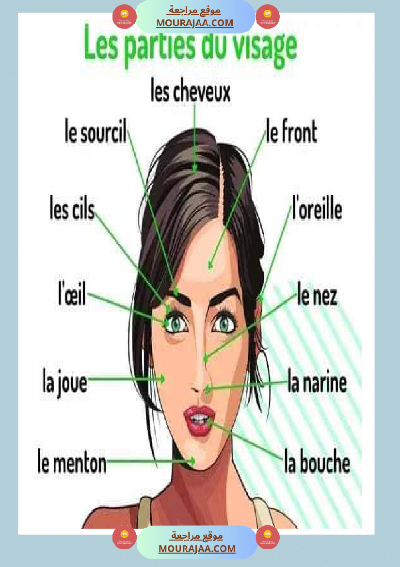 les parties du visage