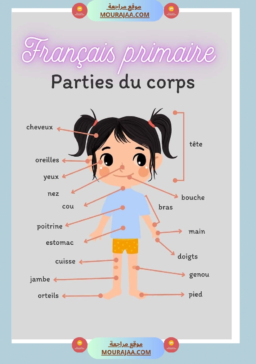 parties du corps