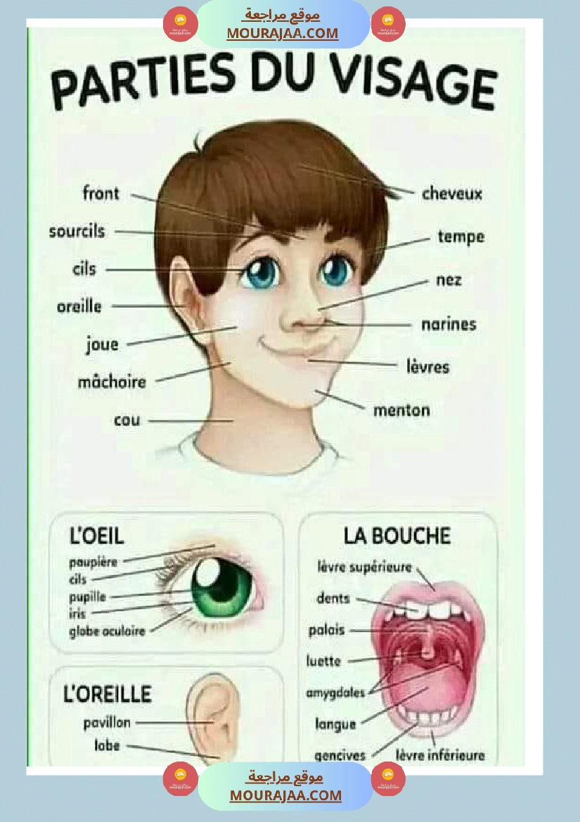 parties du visage