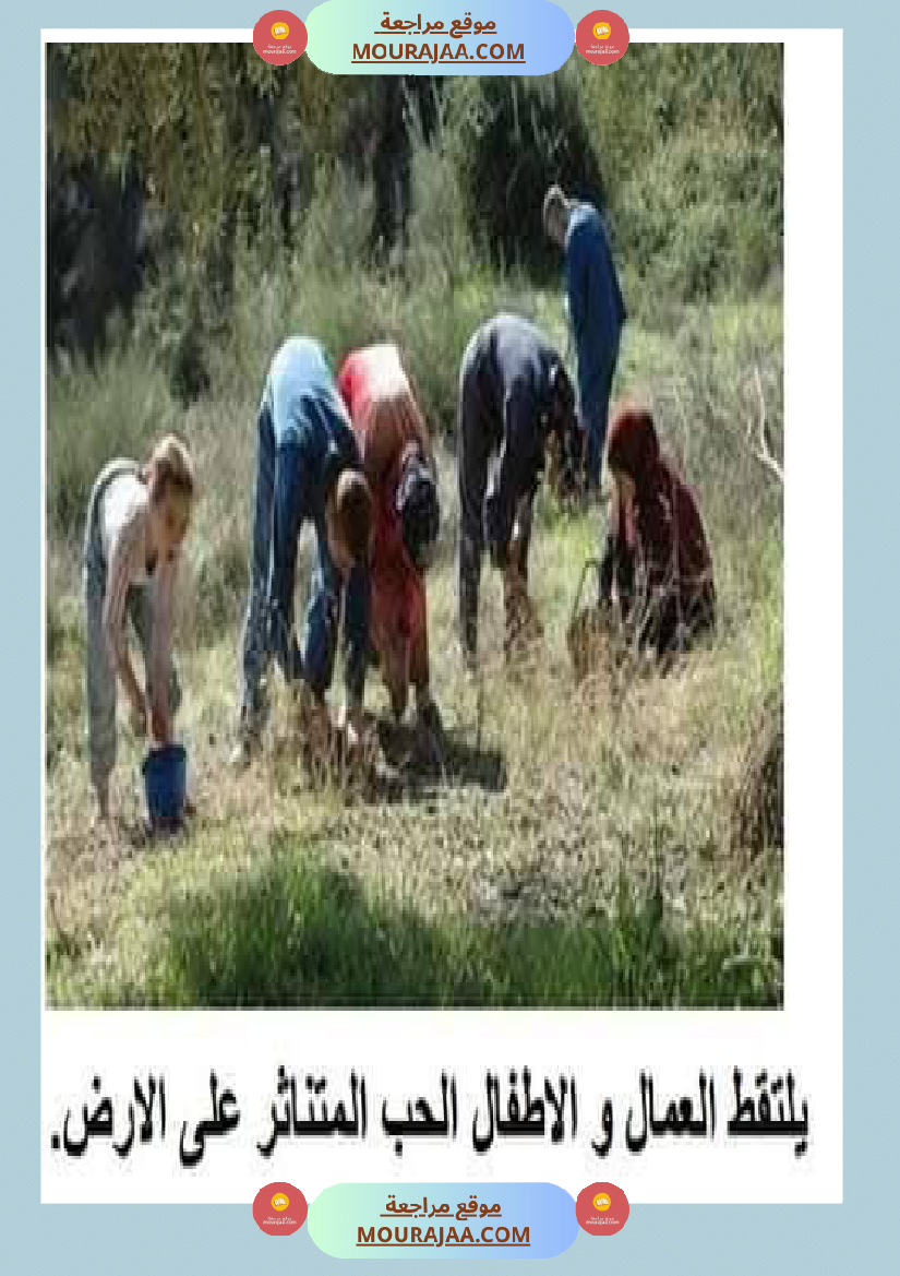 إنتاح كتابي حول جني الزيتون سنة الرابعة