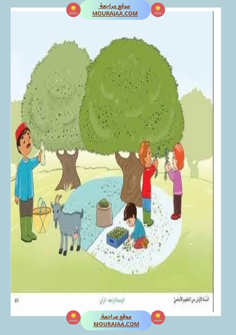 إنتاح كتابي حول جني الزيتون سنة الرابعة