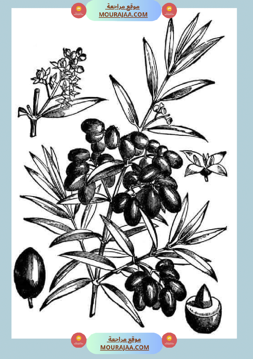 إنتاح كتابي حول جني الزيتون سنة الرابعة