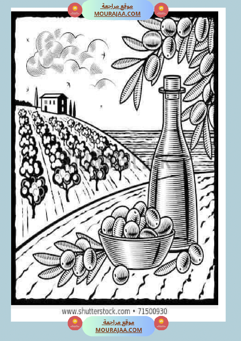 إنتاح كتابي حول جني الزيتون سنة الرابعة