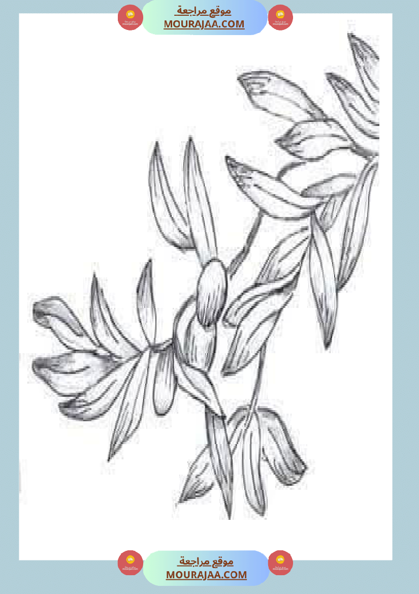 إنتاح كتابي حول جني الزيتون سنة الرابعة