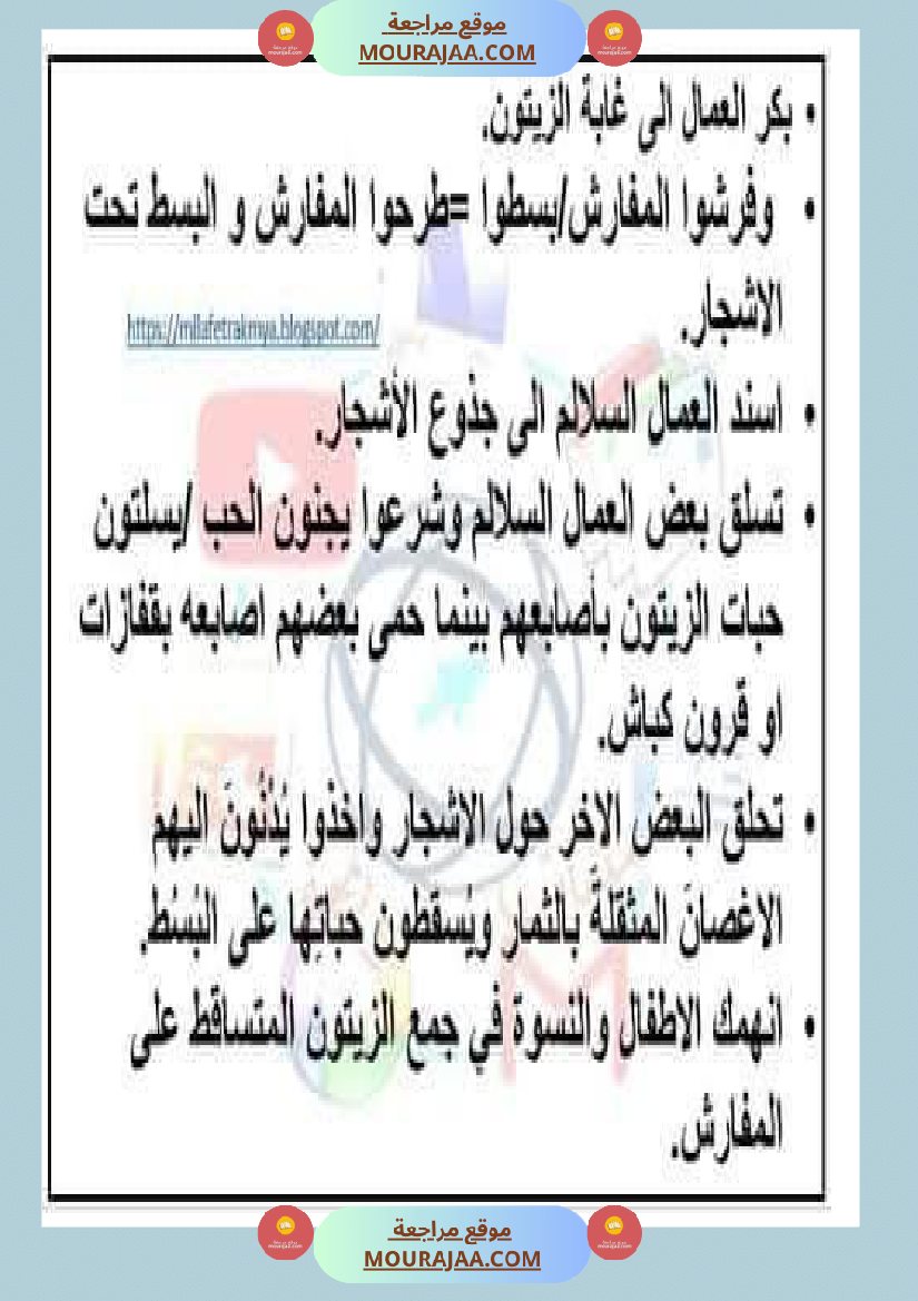 إنتاح كتابي حول جني الزيتون سنة الرابعة