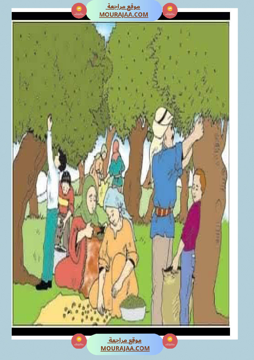 إنتاح كتابي حول جني الزيتون سنة الرابعة