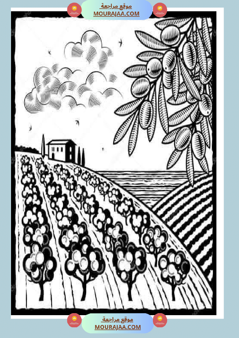 إنتاح كتابي حول جني الزيتون سنة الرابعة