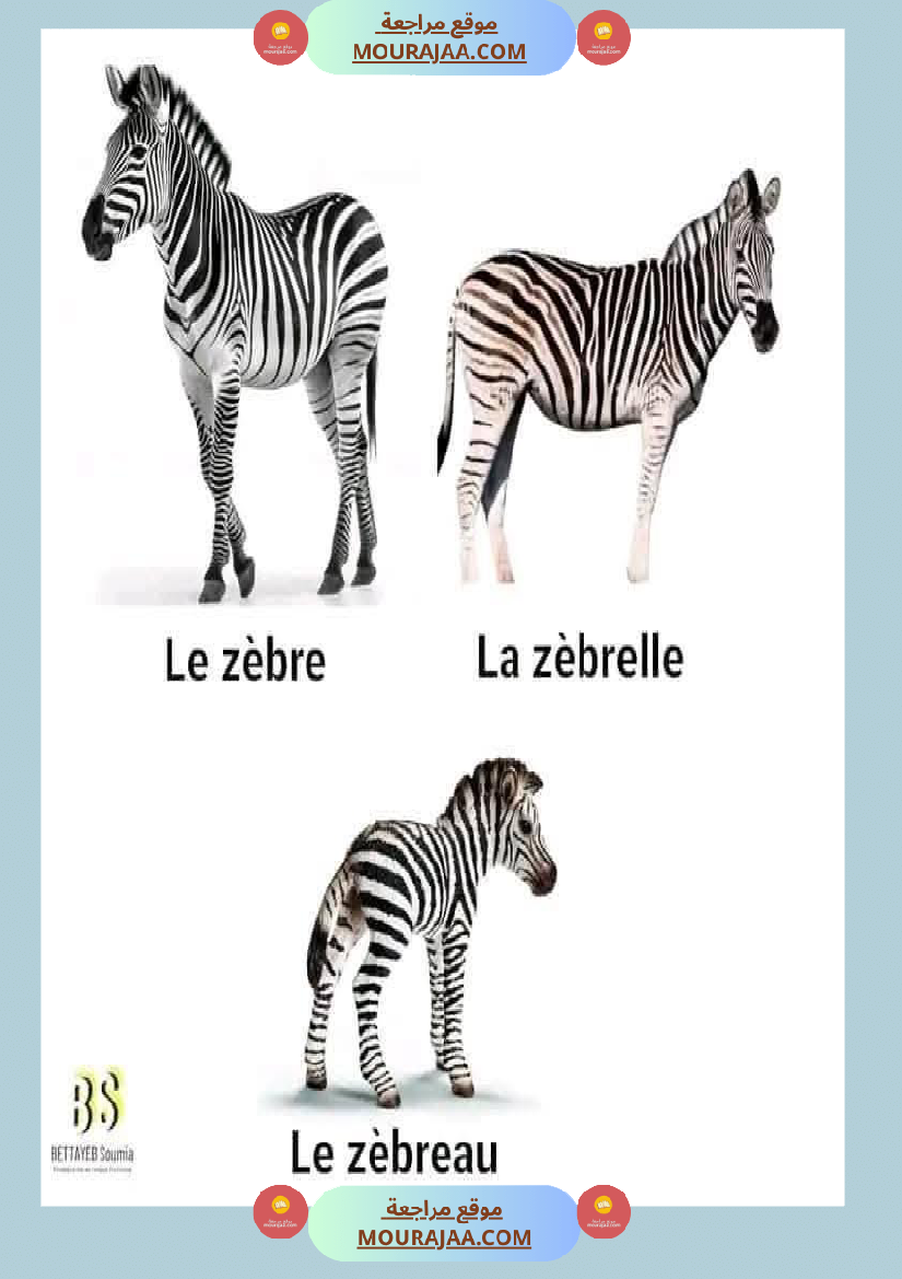 quelques familles d animaux 4eme