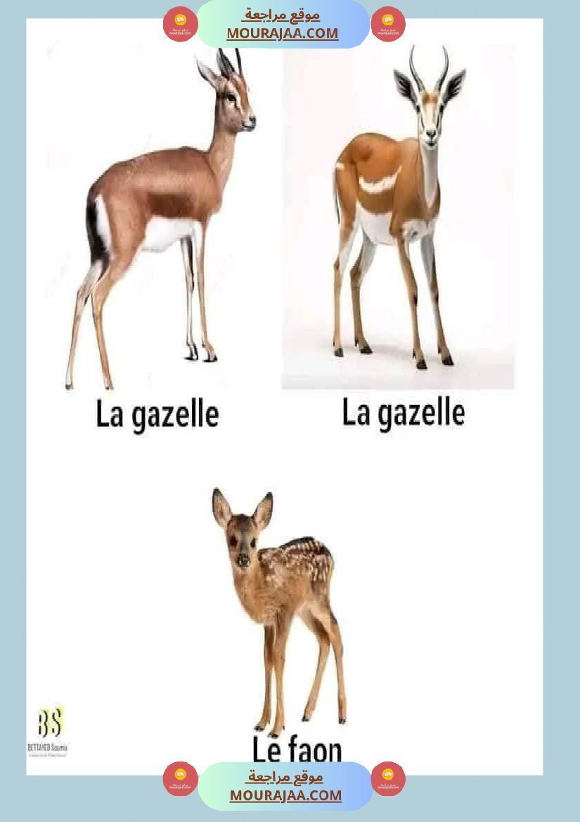 quelques familles d animaux 4eme
