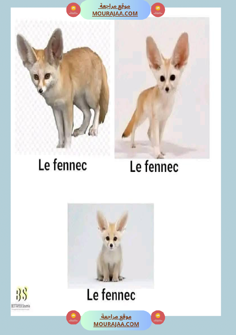 quelques familles d animaux 4eme