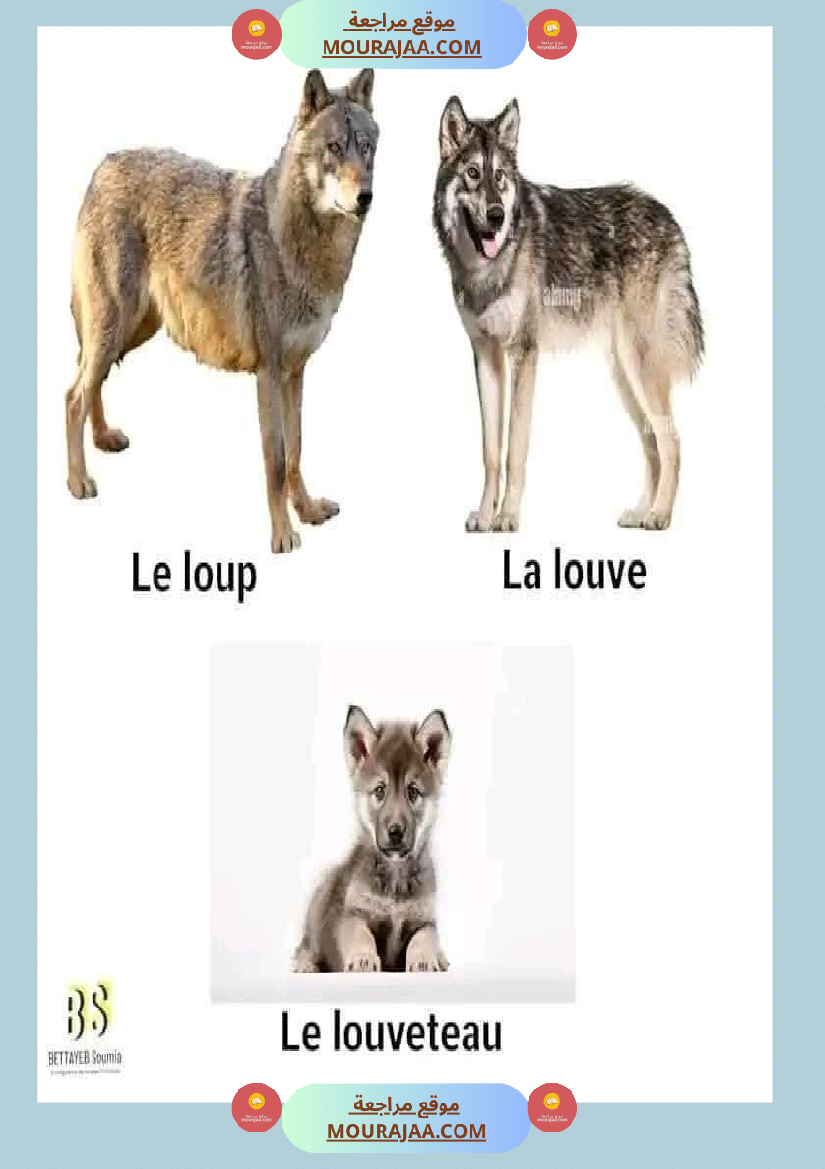 quelques familles d animaux 4eme