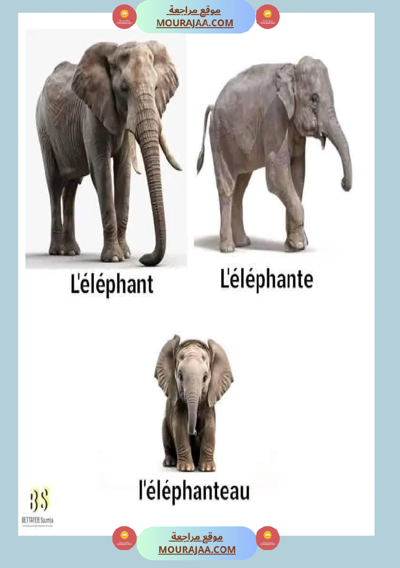 quelques familles d animaux 4eme