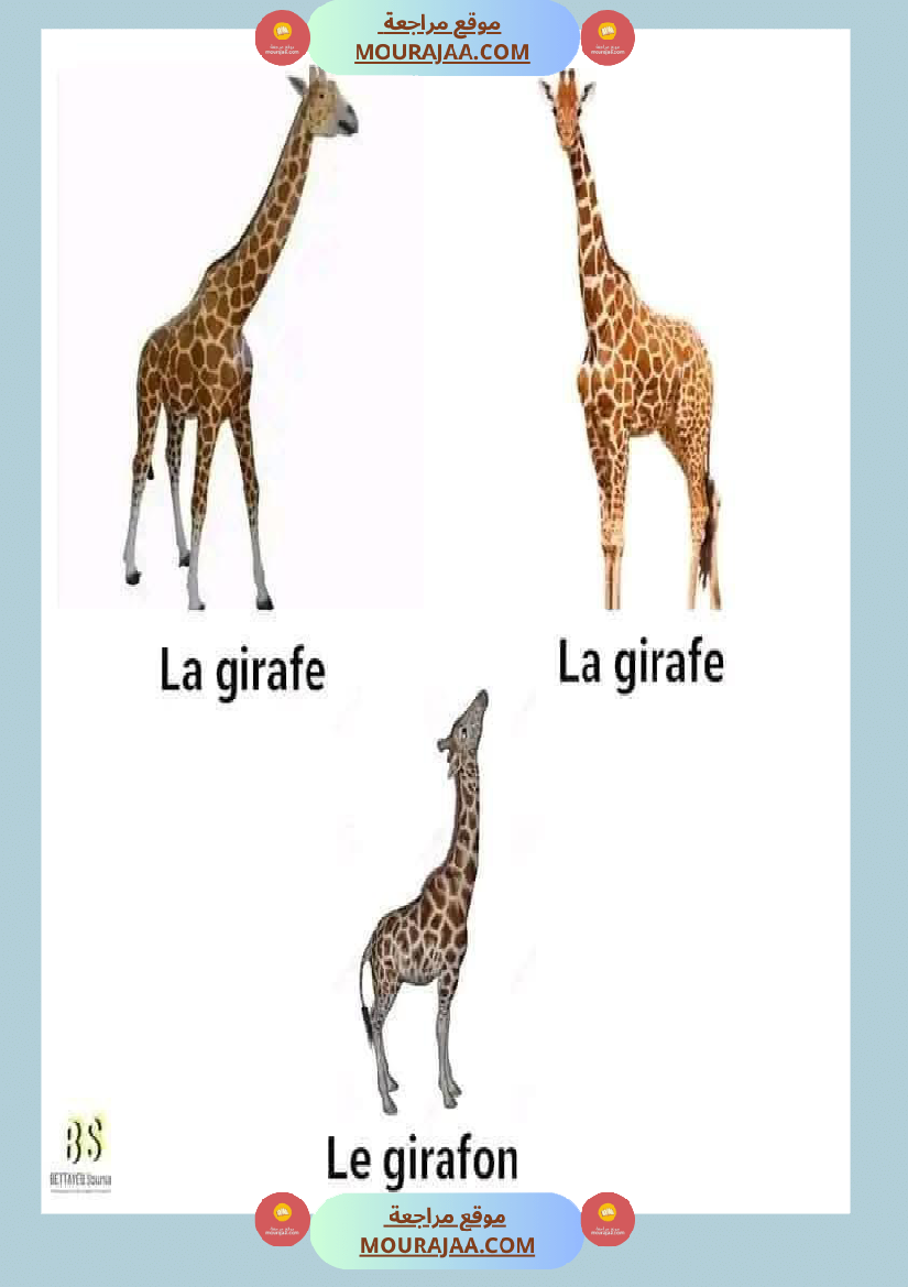 quelques familles d animaux 4eme