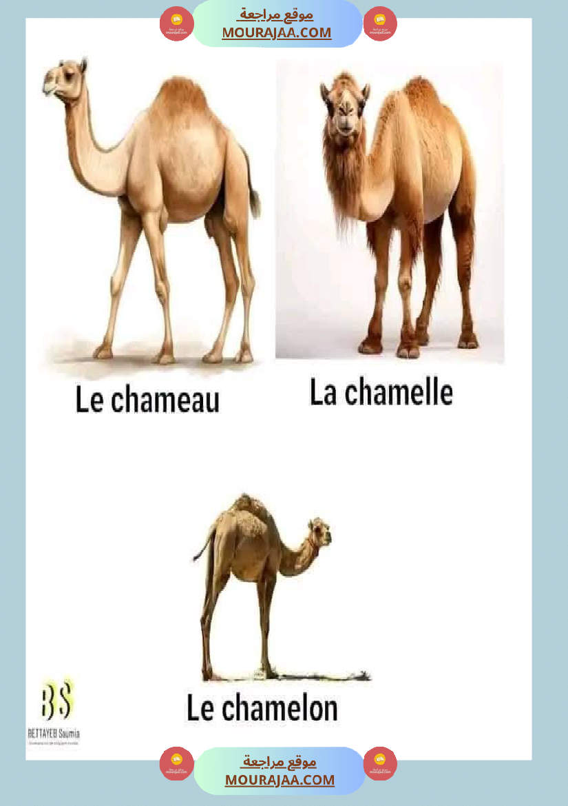 quelques familles d animaux 4eme