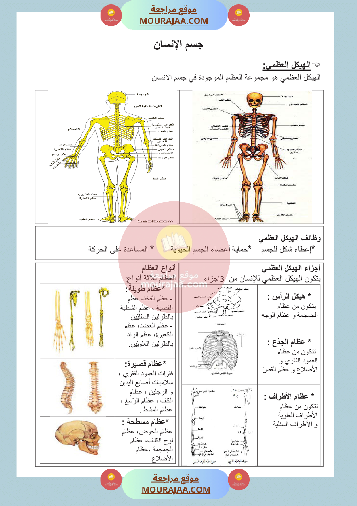 الهيكل العضمي و العضلات و المفاصل
