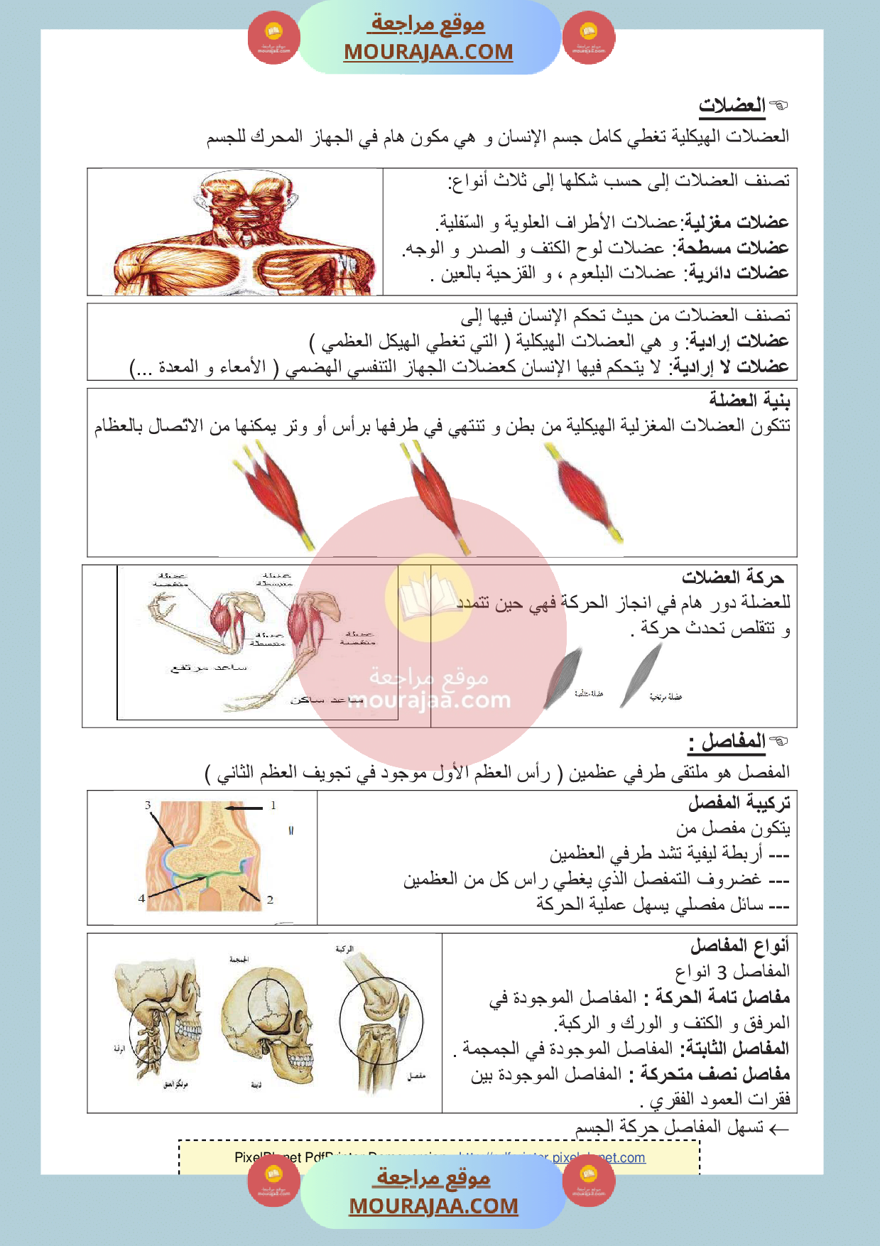 الهيكل العضمي و العضلات و المفاصل