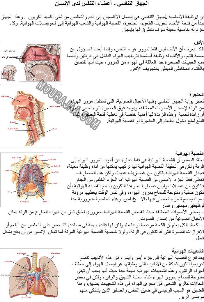 الجهاز التنفسي - أعضاء التنفس لدى الإنسان