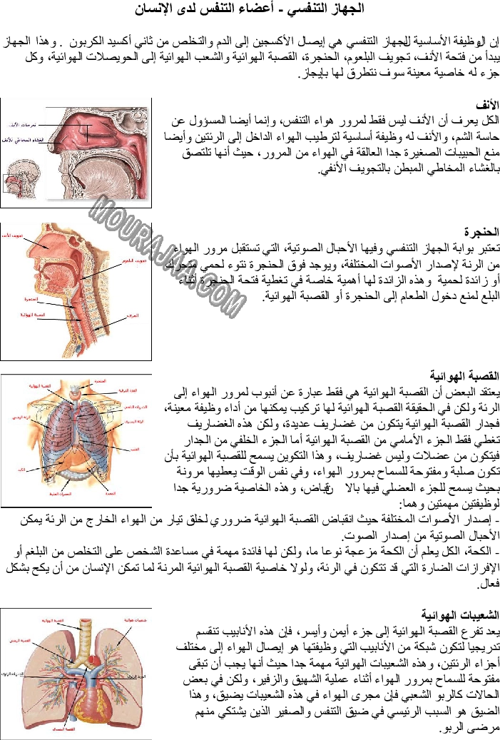 الجهاز التنفسي - أعضاء التنفس لدى الإنسان