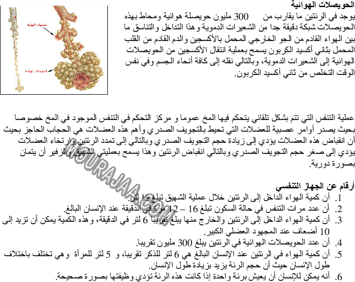 الجهاز التنفسي - أعضاء التنفس لدى الإنسان