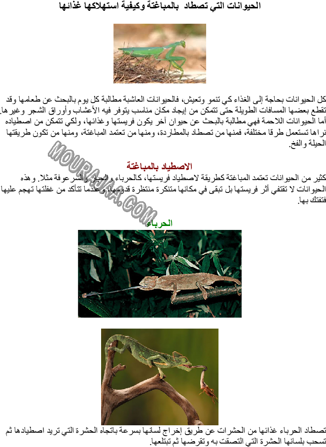 الحيوانات التي تصطاد بالمباغتة وكيفية استهلاكها غذائها