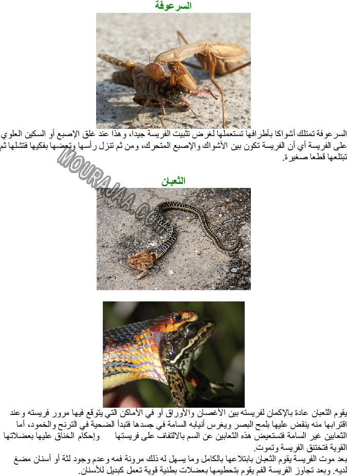 الحيوانات التي تصطاد بالمباغتة وكيفية استهلاكها غذائها