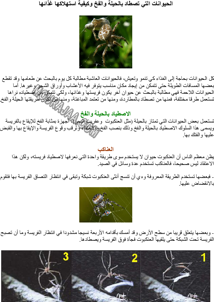 الحيوانات التي تصطاد بالحيلة والفخ وكيفية استهلاكها غذائها