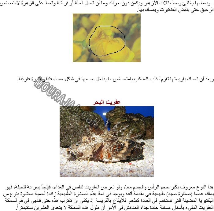 الحيوانات التي تصطاد بالحيلة والفخ وكيفية استهلاكها غذائها