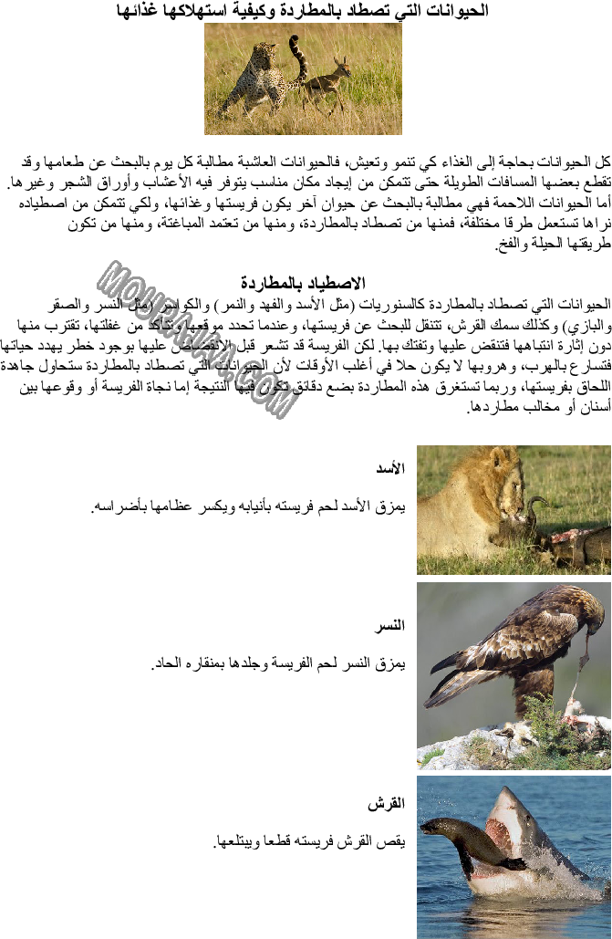 الحيوانات التي تصطاد بالمطاردة وكيفية استهلاكها غذائها