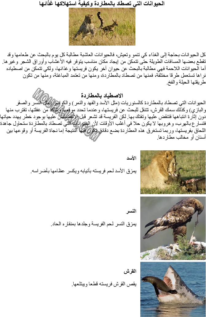 الحيوانات التي تصطاد بالمطاردة وكيفية استهلاكها غذائها