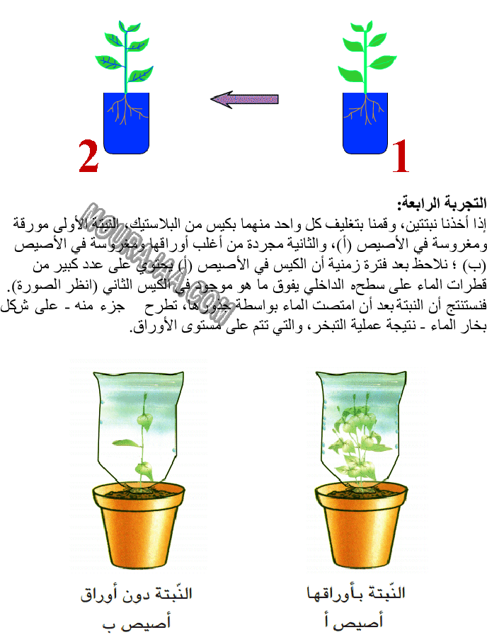 امتصاص الماء وعملية التبخر عند النبتة