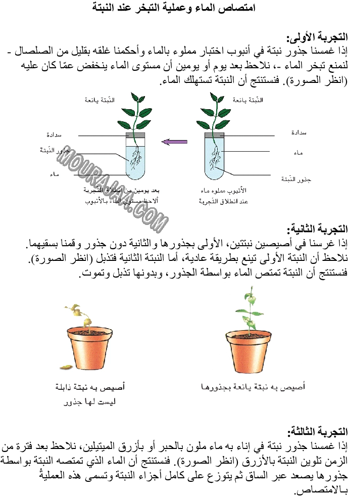 امتصاص الماء وعملية التبخر عند النبتة