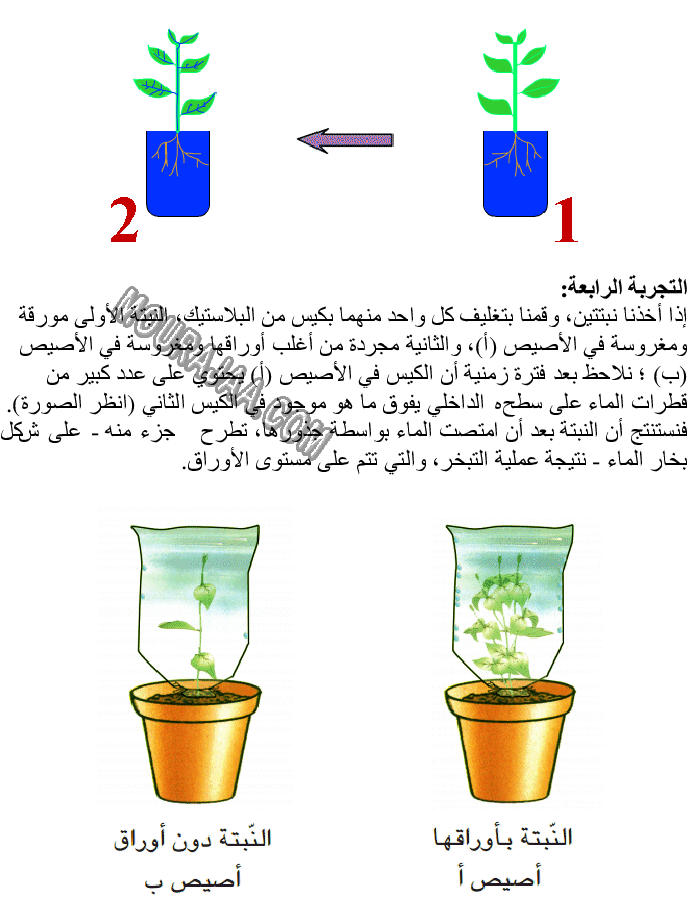 امتصاص الماء وعملية التبخر عند النبتة