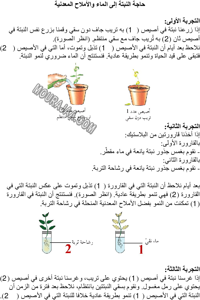 حاجة النبتة إلى الماء والأملاح المعدنية