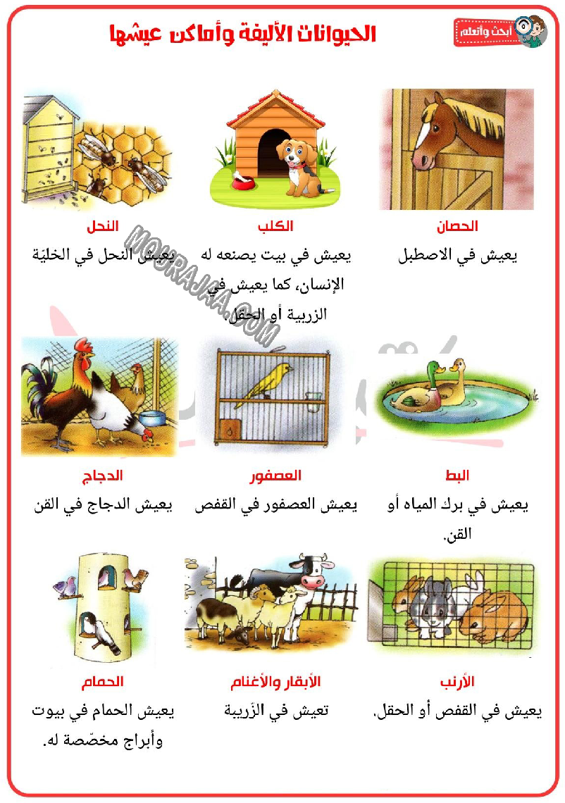 الحيوانات الاليفة و اماكن عيشها و منافعها 2022