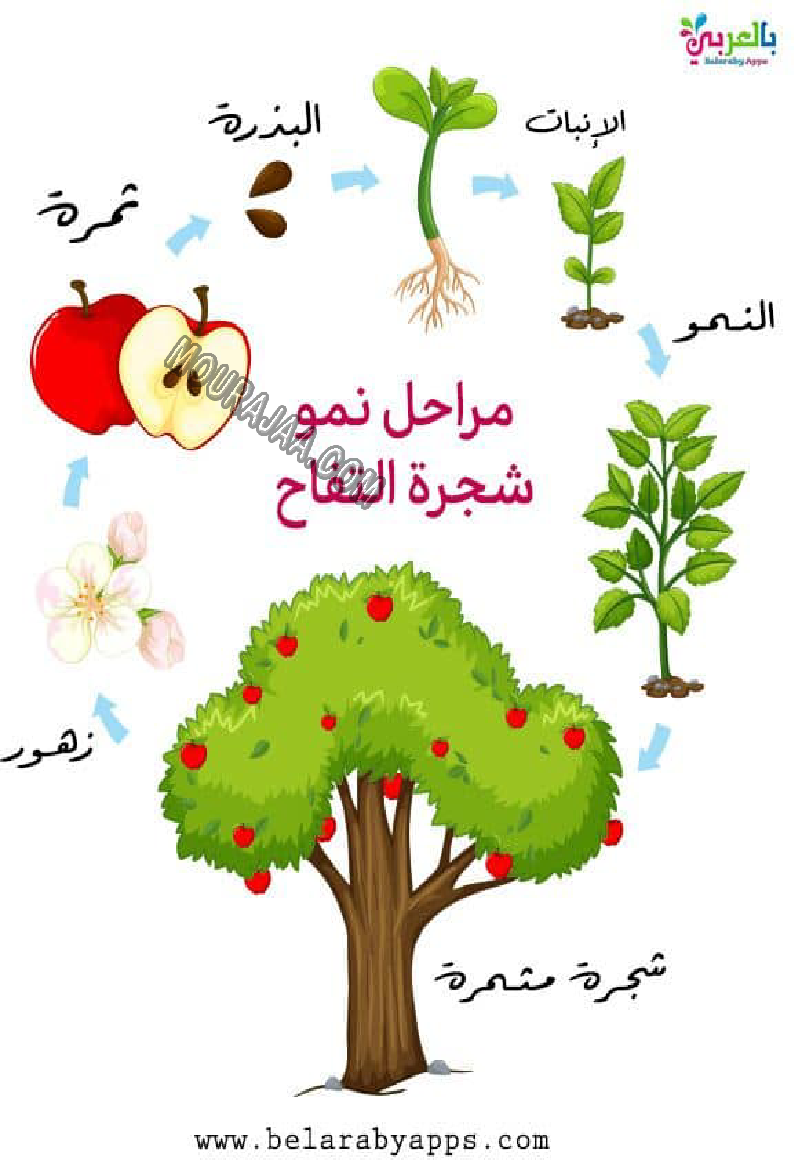 النباتات المزروعة و المغروسة و التلقائية 2022