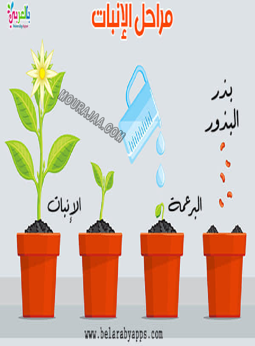 النباتات المزروعة و المغروسة و التلقائية 2022