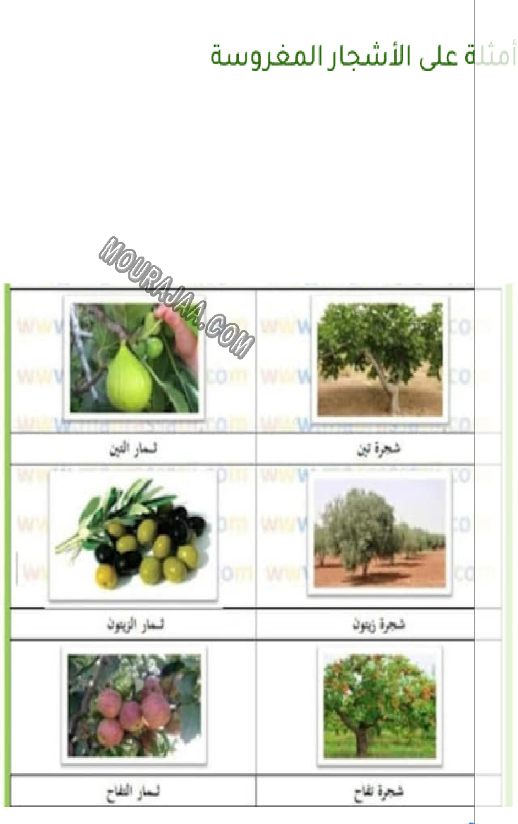 النباتات المزروعة و المغروسة و التلقائية 2022