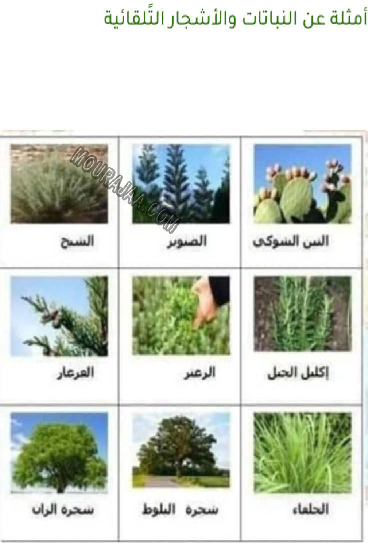 النباتات المزروعة و المغروسة و التلقائية 2022