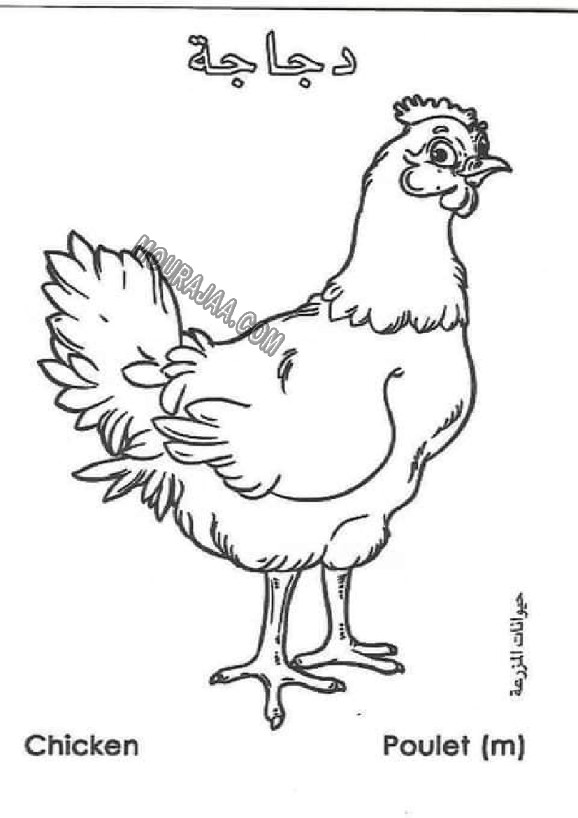 حيوانات المزرعة أتعلم و ألون