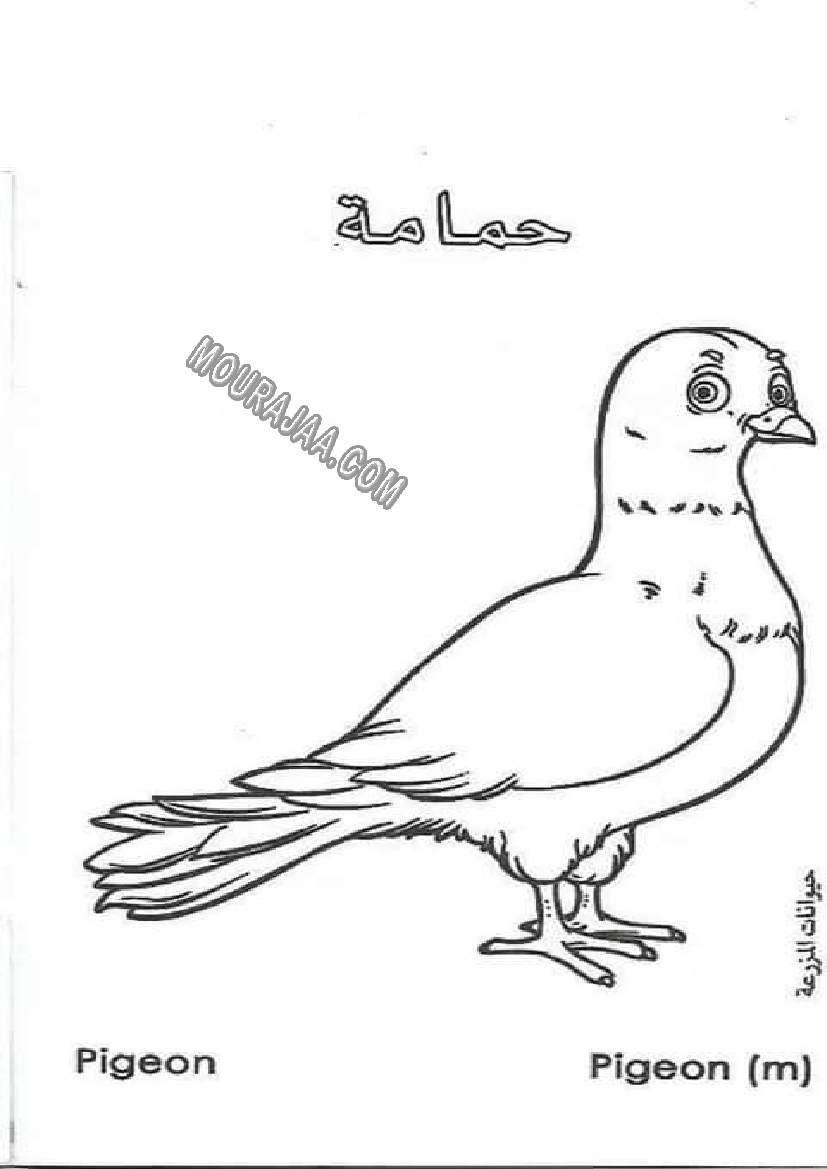 حيوانات المزرعة أتعلم و ألون