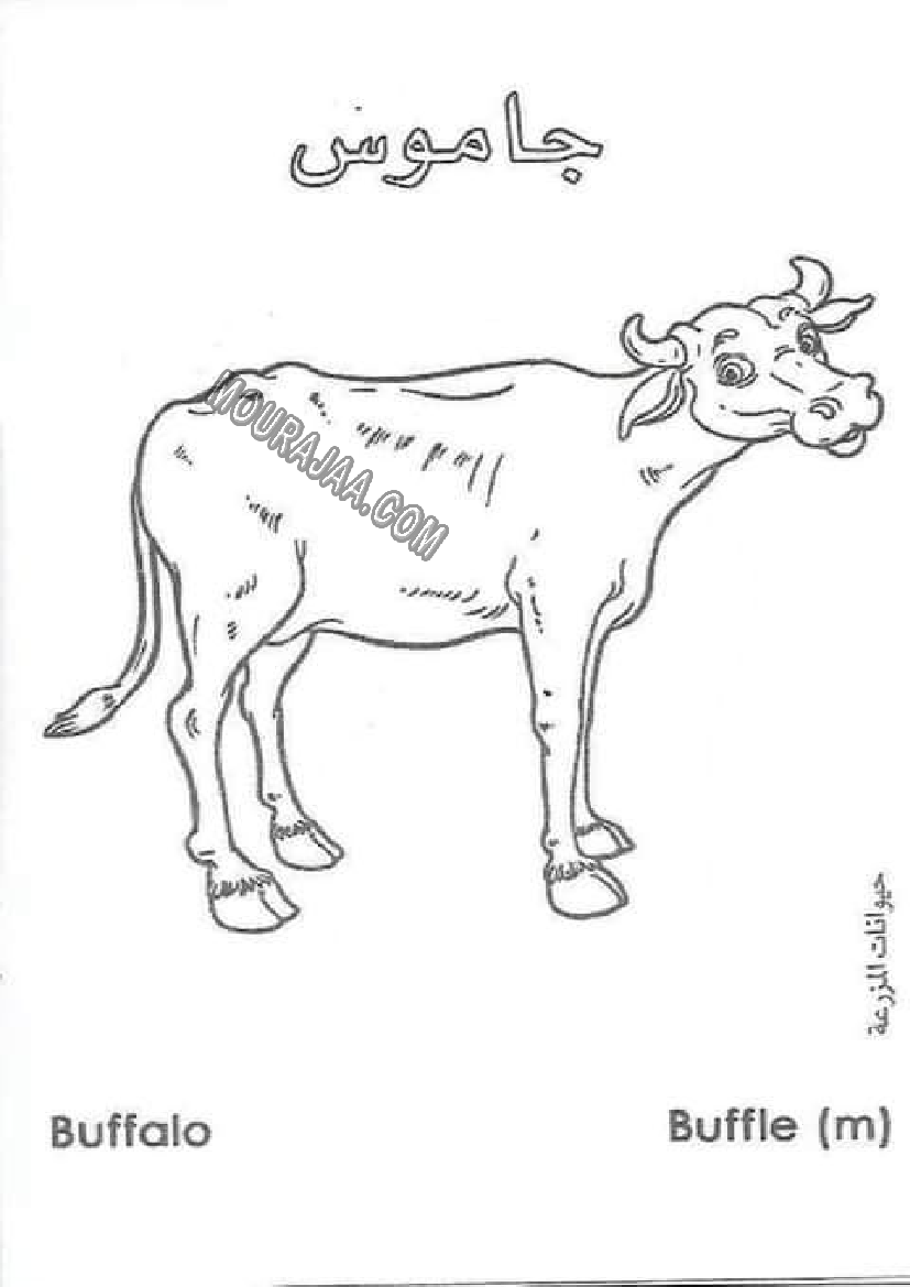 حيوانات المزرعة أتعلم و ألون